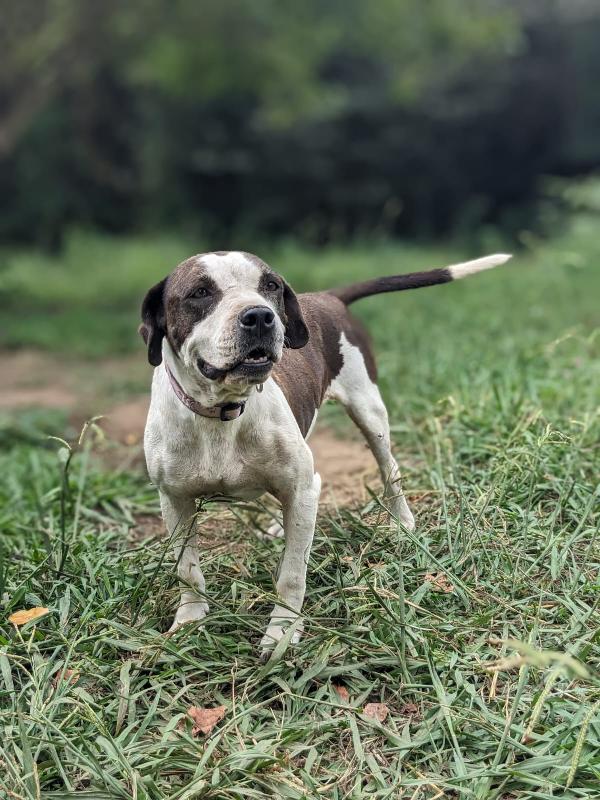 Lea, cagnolina 5 anni taglia media – dolce e in cerca di riscatt Foto 3